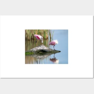 Roseate Spoonbills Resting Time Posters and Art